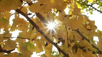 秋天阳光穿过银杏叶视频的预览图